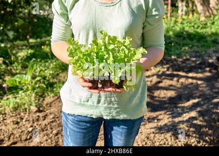 Gärtnerin hält Keimtöpfe mit jungen Salatkeimlingen. Gartenbau sostenibel. Gartenarbeit Hobby. Gesundes Bio-Food-Konzept. Stockfoto