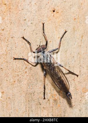 Nahaufnahme eines Makroinsekts auf der Rinde eines Gummibaums Stockfoto