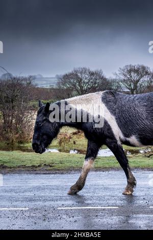 Ein sehr nasses Bodmin Pony, das bei nassem, miserablen Wetter auf den wilden Goonzion Downs auf Bodmin Moor in Cornwall entlang einer Straße läuft. Stockfoto