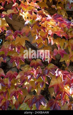 Details der herbstfarbenen Bostoner Efeu-Blätter an der Wand Stockfoto