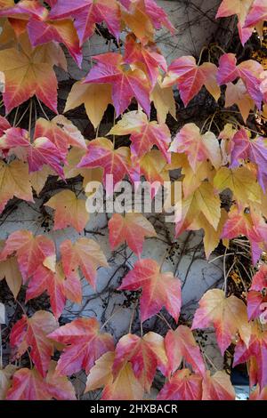 Details der herbstfarbenen Bostoner Efeu-Blätter an der Wand Stockfoto