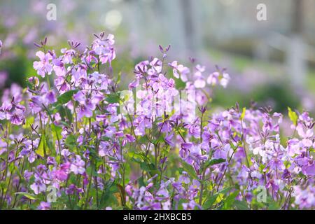 Nanjing, Chinas Provinz Jiangsu. 10. März 2022. Orchideen werden am malerischen Ort am Xuanwu-See in Nanjing, der Hauptstadt der ostchinesischen Provinz Jiangsu, am 10. März 2022 in voller Blüte gesehen. Quelle: Liu Jianhua/Xinhua/Alamy Live News Stockfoto