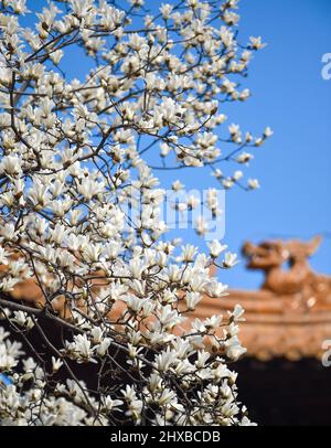 Nanjing, Chinas Provinz Jiangsu. 10. März 2022. Magnolienblüten werden in voller Blüte in Nanjing, der Hauptstadt der ostchinesischen Provinz Jiangsu, am 10. März 2022 gesehen. Quelle: Fang Dongxu/Xinhua/Alamy Live News Stockfoto