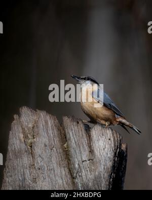 In Sussex, England, sitzt auf einem Holzpfosten in einem uralten Holz ein eurasischer Kleiber (Sitta europaea) Stockfoto