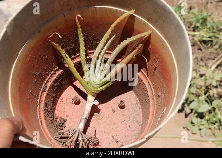 Aloe Vera Pflanze in einem Topf nach dem Entfernen der alten Erde. Verpflanzen Haus Garten Pflanzen Konzept Stockfoto