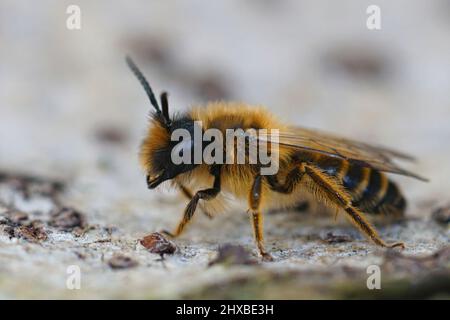 Nahaufnahme einer weiblichen Yeloow-Biene, Andrena flavipes, die auf einem Stück Holz im Garten sitzt Stockfoto