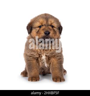 Liebenswert Baby tibetischen Mastiff Hund Welpen, sitzen nach vorne. Blick auf die Kamera. Isoliert auf weißem Hintergrund. Stockfoto