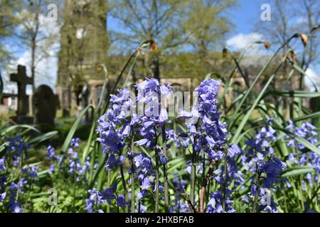 Nahaufnahme von hübschen Bluebell-Blumen. Die Blauflocken-Zwiebel wächst im Frühling wild auf einem Friedhof mit Kirche und Bäumen und blauem Himmel Stockfoto