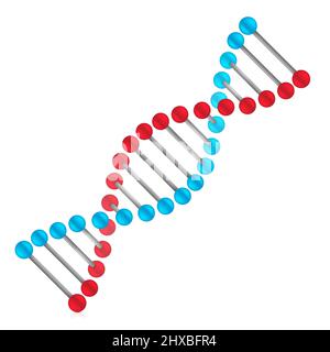 DNA-Strukturvektor-Illustration isoliert auf weißem Hintergrund. Stock Vektor