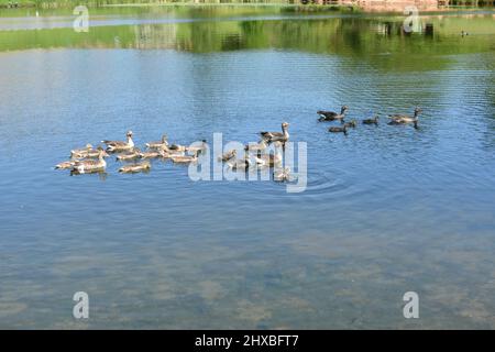 Landschaftsszene mit Gänsen und ihren Babys, die auf einem Teich schwimmen. Die jungen Gänse folgen ihren Eltern im Sommer auf einem stillen See Stockfoto