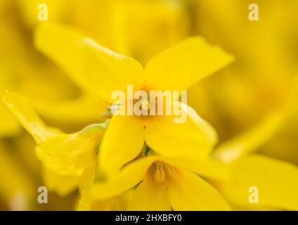 Eine Makroaufnahme eines einzigen Forsythia Bush blühen. Stockfoto
