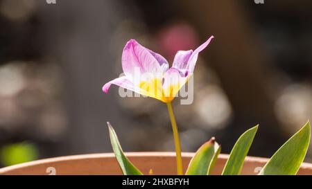 Eine Makroaufnahme von Zwerg Tulpe lila Wunder. Stockfoto