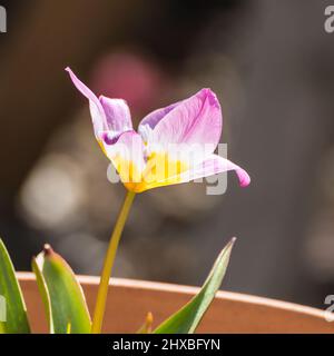 Eine Makroaufnahme von Zwerg Tulpe lila Wunder. Stockfoto