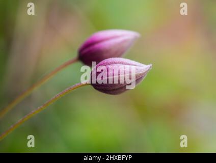 Eine Makroaufnahme eines Paares von Clematis montana glüderen Knospen. Stockfoto