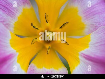 Eine Makroaufnahme des Zentrums des Zwergtulip-Fliederwunders. Stockfoto