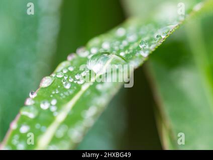 Eine Makroaufnahme von einigen Regentropfen, die auf dem grünen Blatt eines Honigstropfens ruhen. Stockfoto