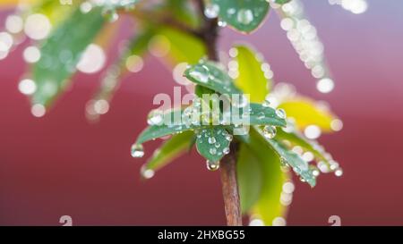 Eine Makroaufnahme von Regentropfen, die auf einer Ansammlung grüner Blätter ruhen. Stockfoto