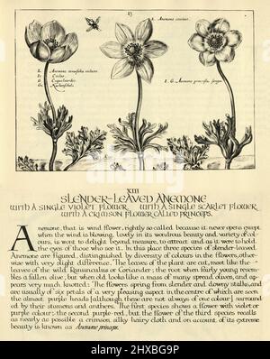 Botanischer Kunstdruck von schlanker, blättriger Anemone, von Hortus Floridus von Crispin de Passe, Vintage-Illustration Stockfoto