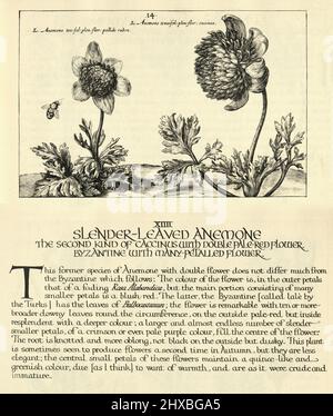 Botanischer Kunstdruck von schlanker, blättriger Anemone, byzantinisch mit vielen Blütenblättern, von Hortus Floridus von Crispin de Passe, Vintage-Illustration Stockfoto