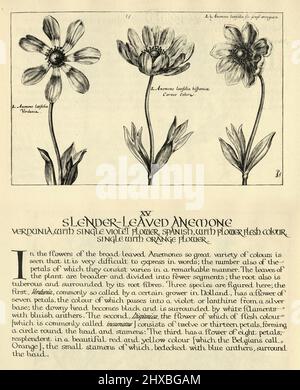 Botanischer Kunstdruck von schlanker, blättriger Anemone, Verdunia, Spanisch, aus Hortus Floridus von Crispin de Passe, Vintage-Illustration Stockfoto