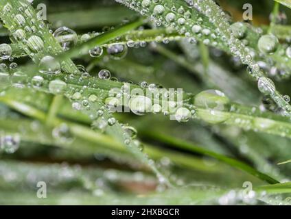 Eine abstrakte Makroaufnahme von einigen nassen Grashalmen. Stockfoto