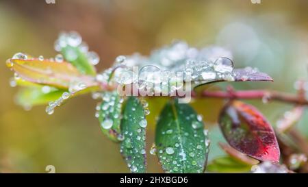 Eine Makroaufnahme von einigen Regentropfen ruht auf einem grünen Blatt. Stockfoto