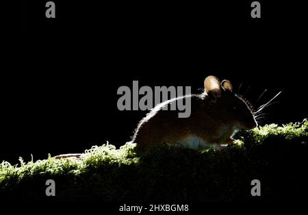 Holzmaus Apodemus sylvaticus in der Nacht Stockfoto