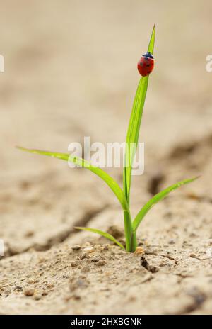 Marienkäfer auf einer kleinen Pflanze, die aus getrockneten rissigen Böden wächst. Neues Lebenskonzept. Stockfoto