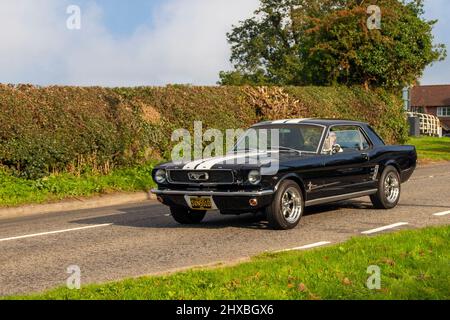 1966 60s 60er Jahre schwarzer Ford Mustang mit weißen Streifen 4733cc Benzinponywagen; auf dem Weg zur Capesthorne Hall Classic August Car Show, Ceshire, UK Stockfoto