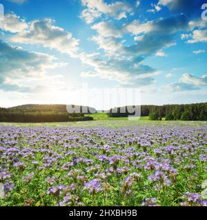 Lacy Phacelia blüht (Phacelia tanacetifolia) und wächst auf dem Feld. Frühlingslandschaft bei Sonnenuntergang. Stockfoto