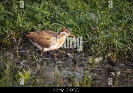 Der bronzegeflügelte Jacana ist ein Watvögel aus der Familie der Jacanidae. Es ist in Süd- und Südostasien zu finden. Stockfoto