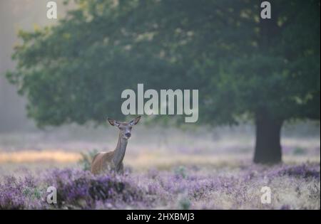 Weibchen Rotwild in Blüte Gemeine Heidekraut mit einer Eiche im Hintergrund Stockfoto