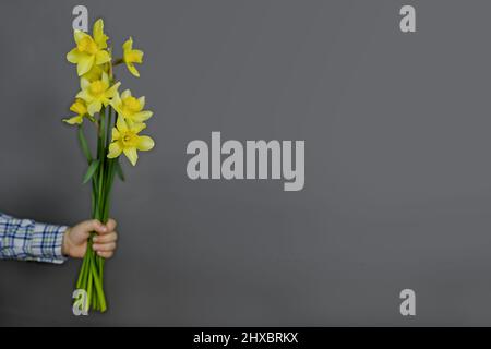 Narcissus - ein Blumenstrauß in der Hand, Blumen Gelber Narzissen Frühlingsblumen Narzissen, Nahaufnahme isoliert auf grauem Hintergrund Stockfoto