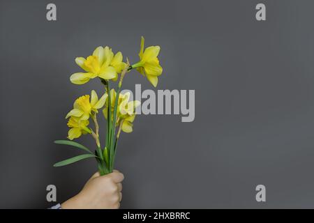 Narcissus - ein Blumenstrauß in der Hand, Blumen Gelber Narzissen Frühlingsblumen Narzissen, Nahaufnahme isoliert auf grauem Hintergrund Stockfoto