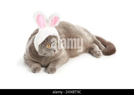 Niedliche schottische Falte Katze in Hasenohren auf weißem Hintergrund liegend Stockfoto