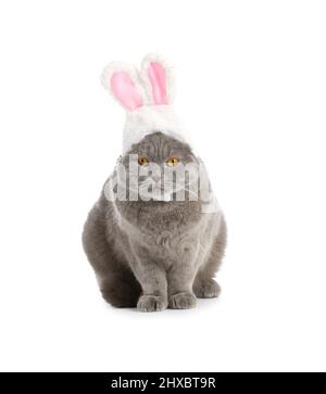 Niedliche schottische Falte Katze in Hasenohren auf weißem Hintergrund Stockfoto