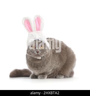 Niedliche schottische Falte Katze in Hasenohren auf weißem Hintergrund Stockfoto