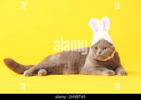 Niedliche schottische Falte Katze in Hasenohren auf gelbem Hintergrund Stockfoto