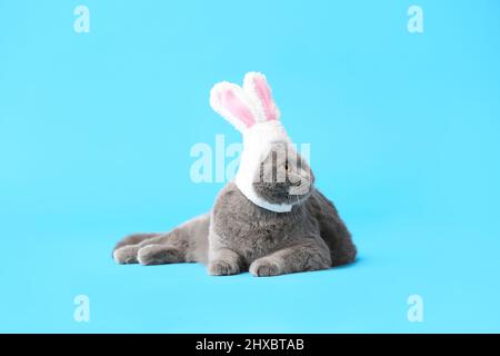 Niedliche schottische Falte Katze in Hasenohren auf blauem Hintergrund Stockfoto
