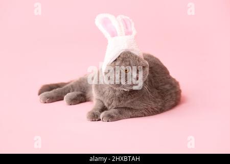 Niedliche schottische Falte Katze in Hasenohren auf rosa Hintergrund Stockfoto