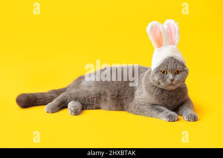 Niedliche schottische Falte Katze in Hasenohren auf gelbem Hintergrund Stockfoto