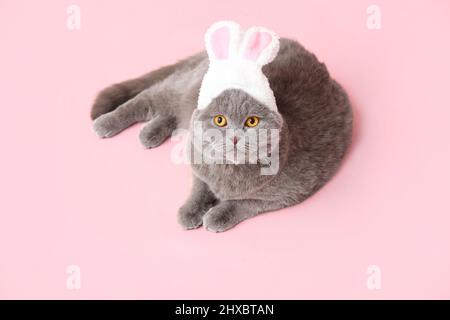 Niedliche schottische Falte Katze in Hasenohren auf rosa Hintergrund Stockfoto