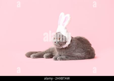 Niedliche schottische Falte Katze in Hasenohren auf rosa Hintergrund Stockfoto