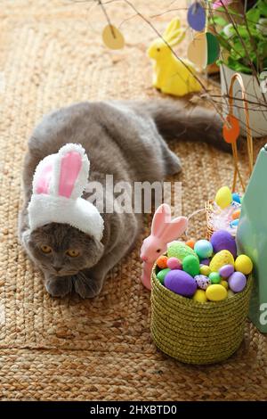Süße schottische Falte Katze in Hasenohren mit Ostereiern und Kaninchen zu Hause Stockfoto