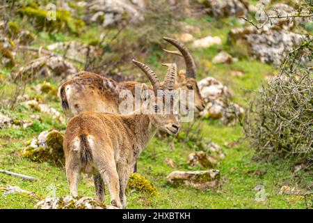 Iberiensteinböcke Capra pyrenaica im Naturschutzgebiet El Torcal bei Antequera, Andalusien, Spanien | Iberischer Steinbock Capra pyrenaica bei El Torcal de Stockfoto