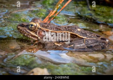 Profilansicht eines südlichen Leopardenfroschs (Rana sphenocephala), der in flachem Wasser ruht. Raleigh, North Carolina. Stockfoto