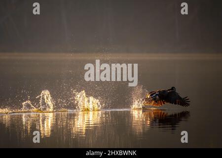 Eine Canada Goose fliegt im frühen Morgenlicht vom See aus. Lake Benson Park, Garner, North Carolina. Stockfoto