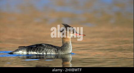 Rotreiher-Merganser, weiblich Stockfoto