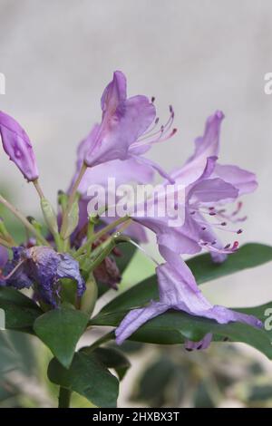 Blüte von Rhododendron ponticum oder gewöhnlicher Rhododendron Stockfoto