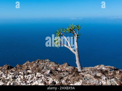 Ein junger Drachenbaum - Dracaena cinnabari - wächst auf den Klippen von La Gomera, Kanarische Inseln, Spanien Stockfoto